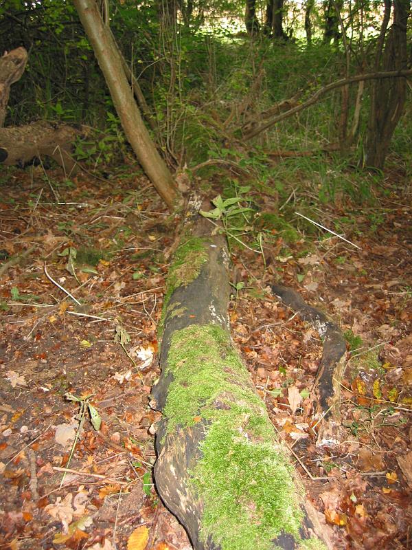 Kings Wood Fallen Tree 08
